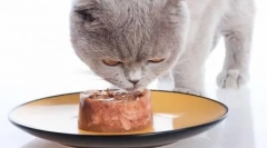 Kanał kota: jak wybrać wysokiej jakości